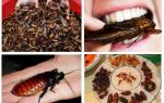 ما هي الصراصير في الطبيعة ل؟