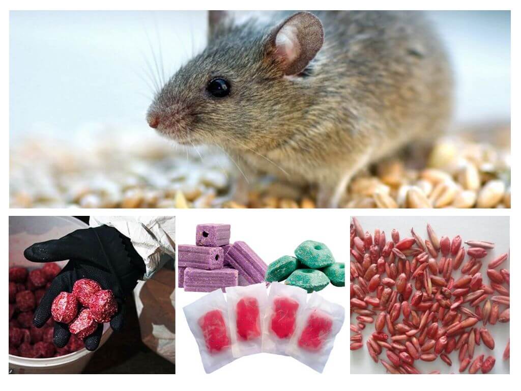 السم للفئران والجرذان لمحة عامة عن أفضل السموم