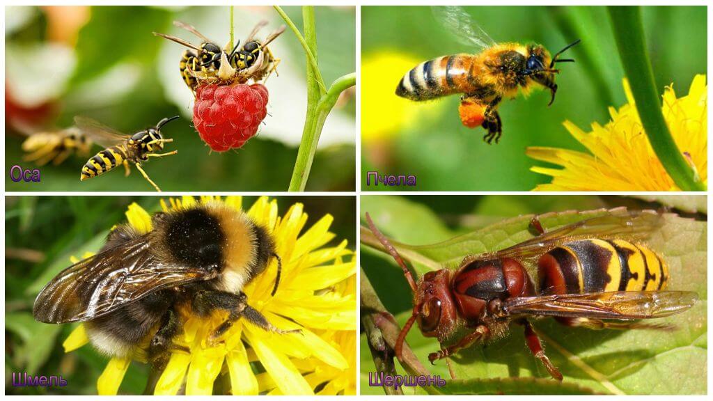 الفرق بين نحلة ، الدبور ، دبور ، النحل